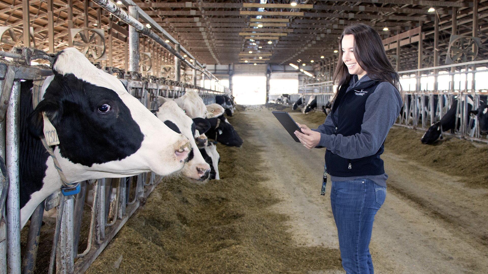 A dairy producer with cows, using dairy herd improvement tools on her tablet