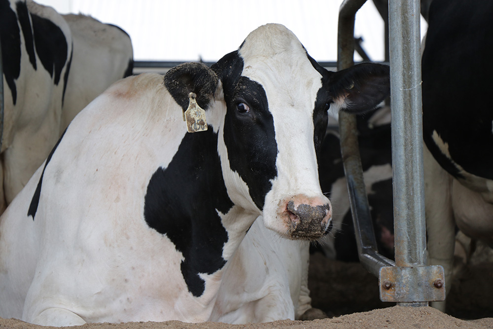 individual cow