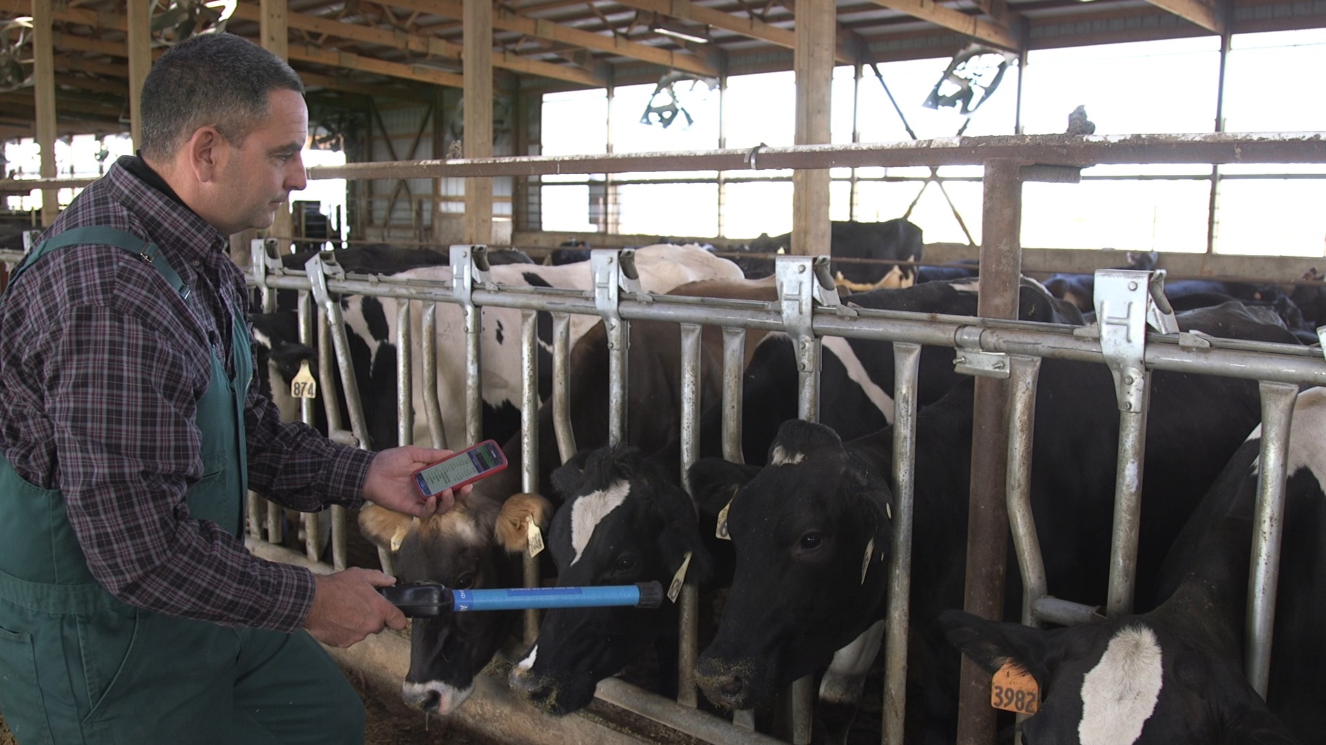 RFID wand in barn