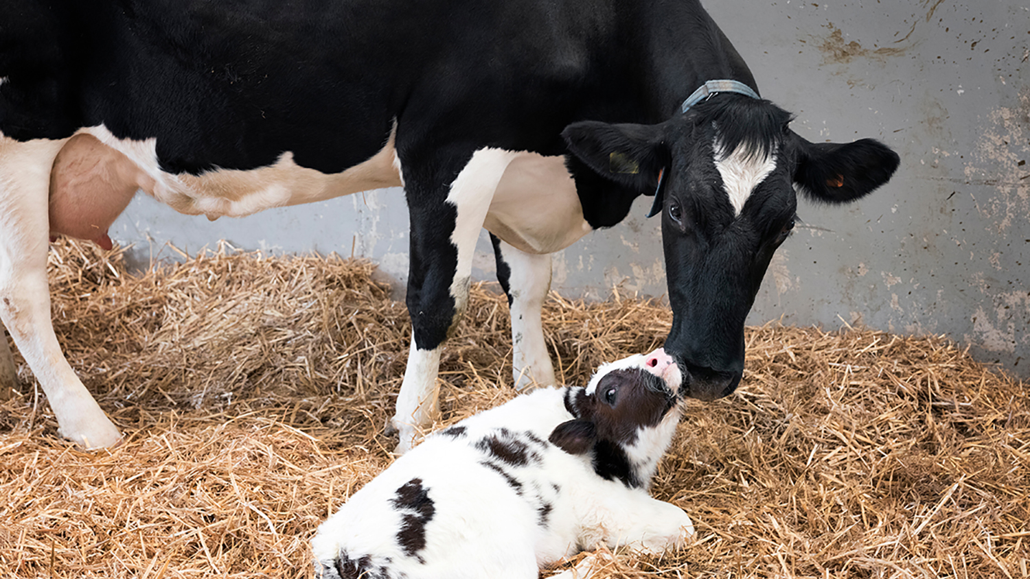 cow with calf