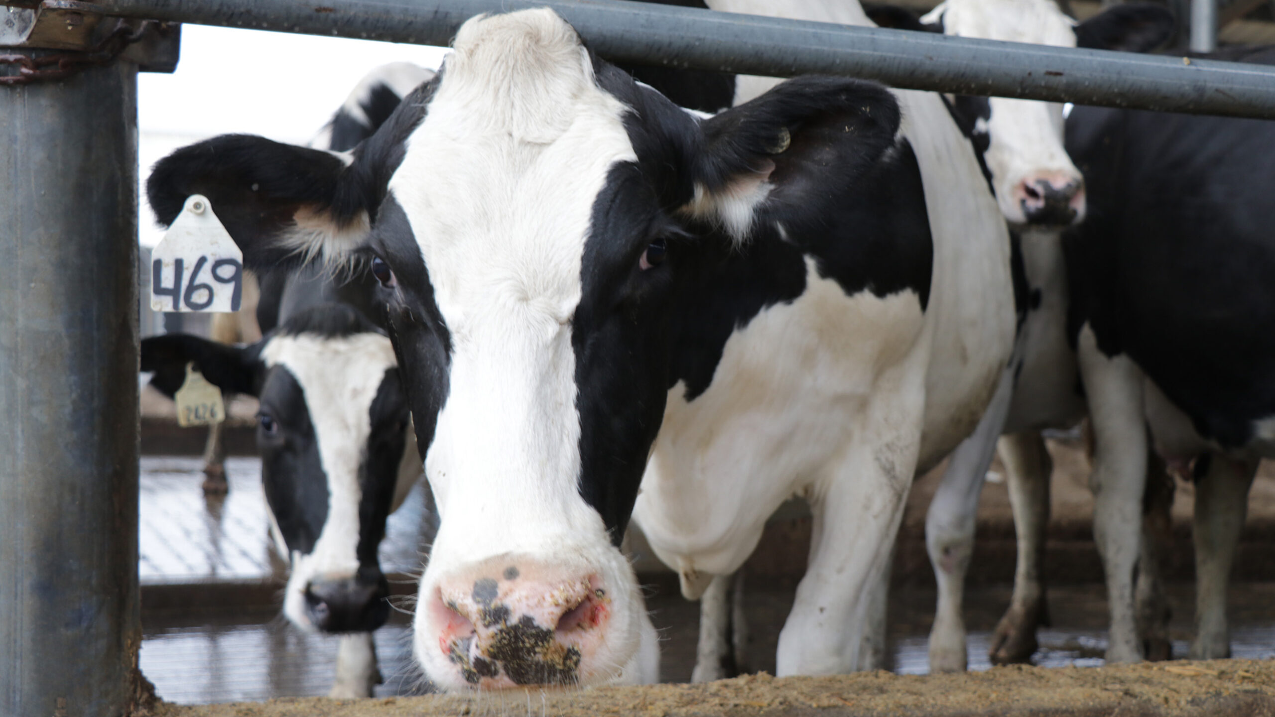 Dairy cow