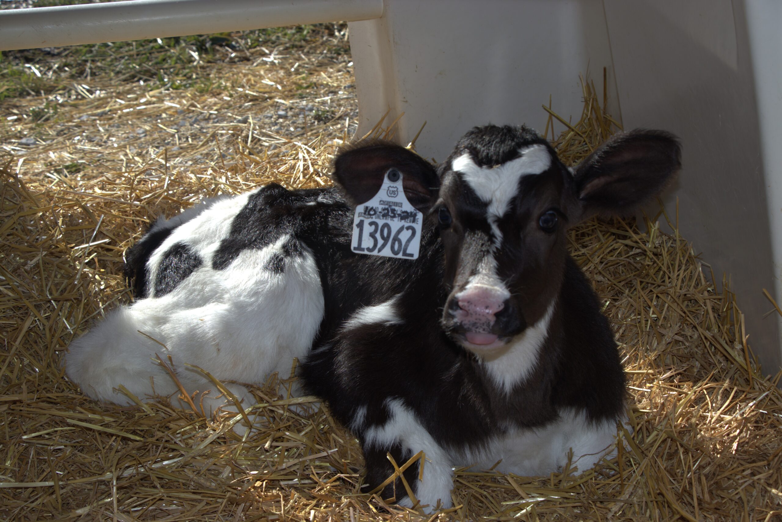 ISU dairy calf