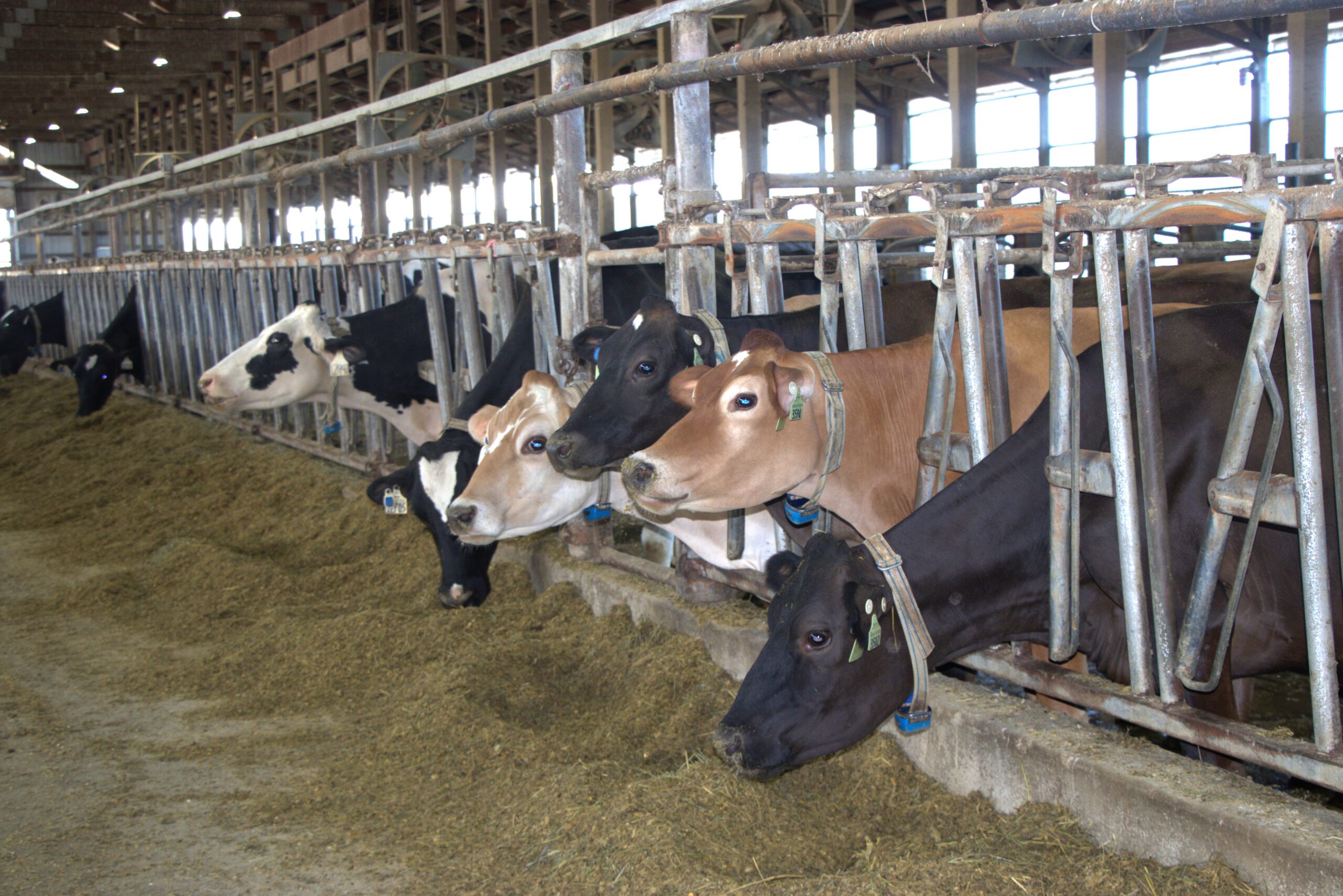ISU cows in barn