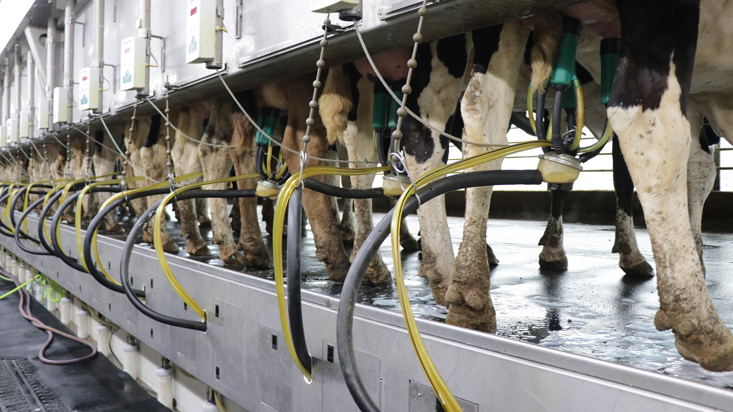 milking parlor