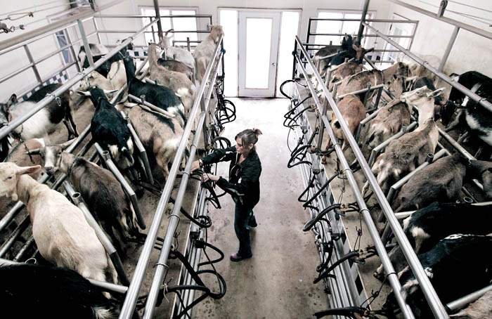 goat milking