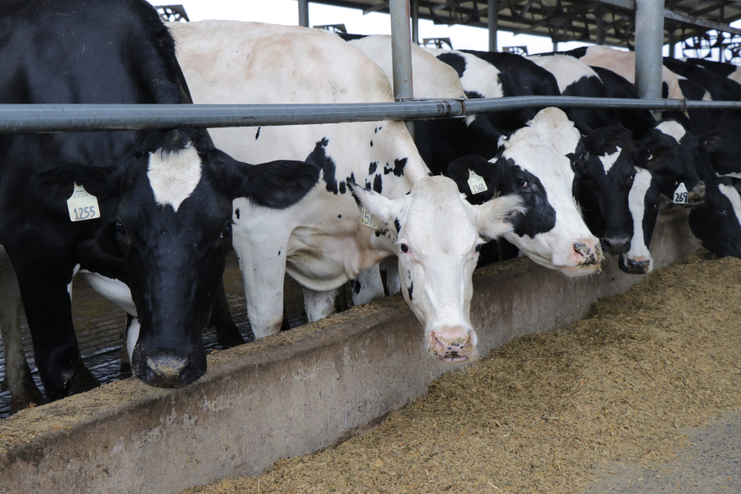 cows in barn